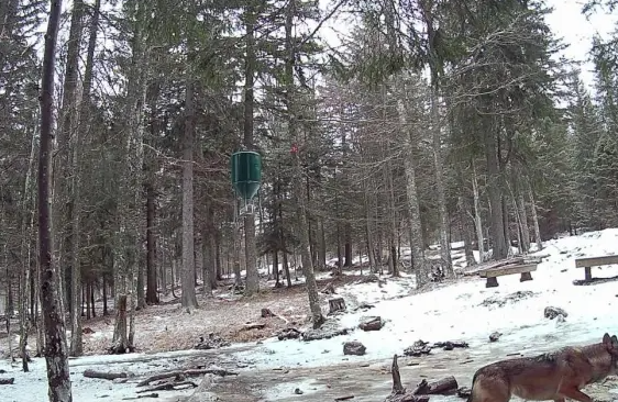 Na Pohorje so se po več desetletjih vrnili volkovi