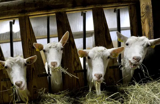 Za upravo cepljenje proti bolezni modrikastega jezika ključno za zaščito živinoreje