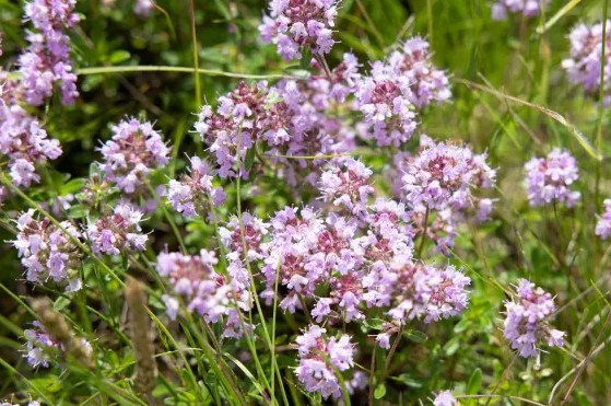 V ospredju dneva prostoživečih vrst pomembna vloga zdravilnih in aromatičnih rastlin