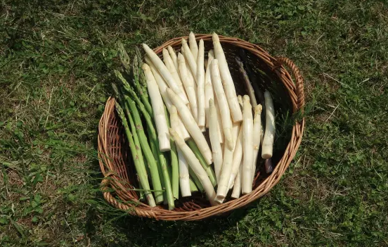 V Slovenski Istri začenjajo dneve divjih špargljev