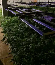 Na območju Iga zasegli preko 800 rastlin konoplje